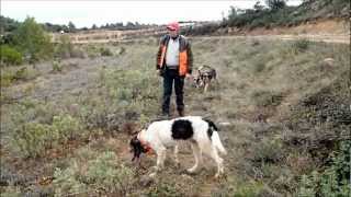 Un moment de chasse au sanglier a Assignanwmv playlist pilou34beziers [upl. by Annatnom]