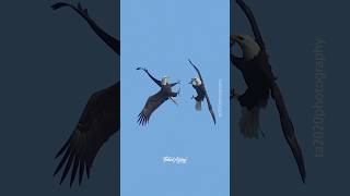 This is the prequel of the Bald Eagle Daredevil Cartwheel video I posted a few days ago eagles [upl. by Drol]