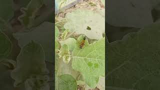 An insects playing on the leaves 🌿🍁🌿🍁🥀🌹🌺💐 [upl. by Nuawaj]