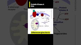 Protein Kinase A PKA 101 [upl. by Keil]