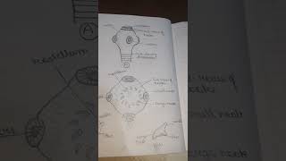 bsc 1 year zoology scolex of taenia well labelled diagram [upl. by Mullane]