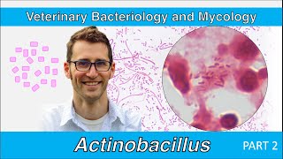 Actinobacillus Part 2  Veterinary Bacteriology and Mycology [upl. by Attenej208]