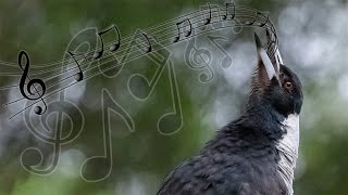 Australian Magpies Singing Compilation  one of the most beautiful bird calls [upl. by Rrats426]