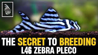 How to Breed Zebra Plecos  L046 Zebra Pleco Breeding amp Caring Guide  Serendib Aquatics [upl. by Uta542]