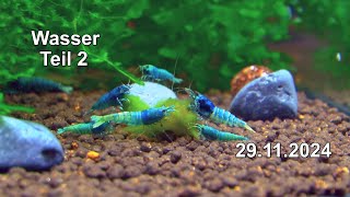 Zucht und Haltung der Zwerggarnelen Caridina Neocaridina EM Algen Wasser Parameter Test Teil 2 [upl. by Magdala]