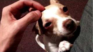 Cutest chihuahua meows like a cat [upl. by Egor]