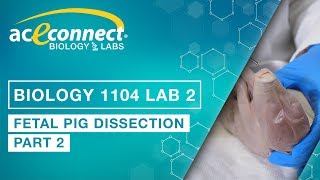 Biology Lab  Fetal Pig Dissection  Part 2 [upl. by Tlok97]