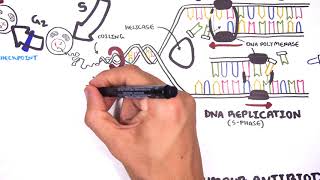 Pharmacology  Chemotherapy agents MOA Alkalating antimetabolites topoisomerase antimitotic [upl. by Anoved]