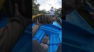 Small fishing rod and catch a black fish shorts youtubeshorts [upl. by Eenert]