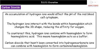 A Level Biology 5121  Excretion [upl. by Zetnwahs]