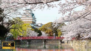 Cherry Blossom Dreams Himeji Castles Radiant Spring CC available [upl. by Rosecan]