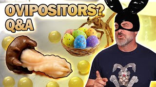 WHATS AN OVIPOSITOR Easter Q  Egg [upl. by Enilrad]