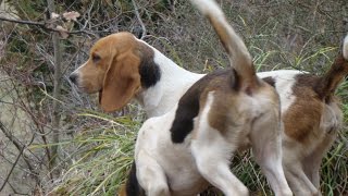 Chasse du lièvre au chien courant [upl. by Syned]