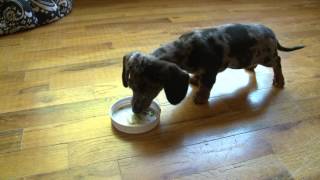 Miniature Dachshund Puppies Taste Green Smoothie [upl. by Aronos439]