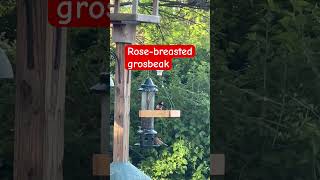 Rosebreasted grosbeak in the tray feeder [upl. by Lyram]