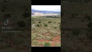 Hundreds of Lanai Axis Deer Traversing Palawai Basin on the island of Lanai Hawaii [upl. by Mark954]