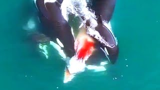 EL PODER DE LAS ORCAS VS ballena tiburón foca delfín [upl. by Akselaw619]