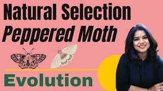 Natural Selection The Peppered Moth Example  Class 12 NCERT Biology  Chapter Evolution [upl. by Ahsilam11]