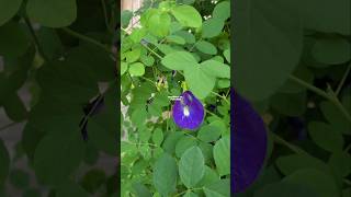 Clitoria ternatea atau bunga telang ternate ‼ butterfly pea flowers bungatelang clitoriaternatea [upl. by Sirenay]