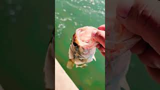 Drop a comment shorts bassfishing fishing fish subscribe bassjunkie [upl. by Adnolay]