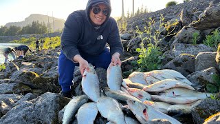 Bonneville Dam Shad Fishing UNBELIEVABLE CATCH What Lures to Use [upl. by Shipley]