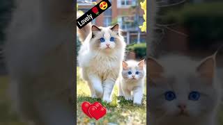 love  cat 😺😺 quite lovely 😍🌹 calendaring calendar cat lovelygirl shortsvideo [upl. by Amalbergas]