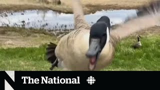 TheMoment a vicious goose attacked a NB cyclist [upl. by Island]