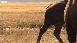 Bison face off  Yellowstone  BBC [upl. by Etnohc283]