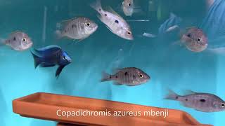 Integral Aquatics Copadichromis azureus mbenji [upl. by Repsag301]