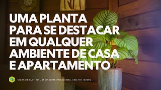 UMA PLANTA para se DESTACAR em QUALQUER AMBIENTE de CASA e APARTAMENTO [upl. by Meriel]