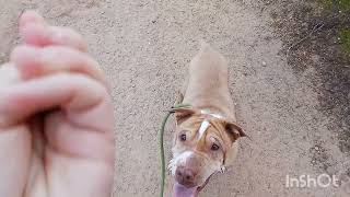 Tito the Shar Pei Mixs First Day  Off Leash K9 Tucson [upl. by Assirialc375]