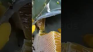 Harvesting Wild HoneyA super large beehive with a thick shiny honey belly beekeeping bee honey [upl. by Halpern]