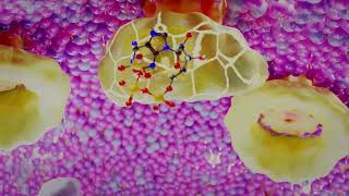 Siderophore Mediated Iron Uptake in Gram Negative Bacteria [upl. by Nnairak]