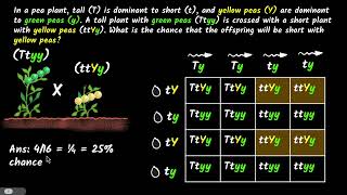 Dihybrid cross  Heredity and evolution  Class 10 Biology  Khan Academy [upl. by Alitha982]