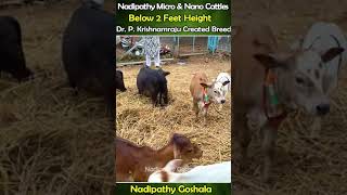 Nadipathy Cattles below 02 Feet Height cows video farming animals [upl. by Eemak705]