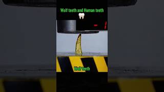 Wolf Teeth versus Human Teeth👀QUICK VIDEO shorts teeth sama28 viral explore trending [upl. by Neggem]