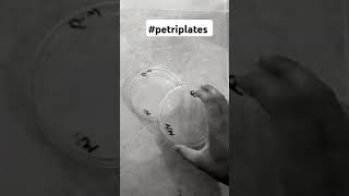 petridish petriplates petriplates lab experiment sciencelab [upl. by Maghutte]