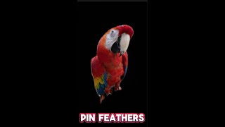 Preening my Scarlett Macaw’s pin feathers Satisfying birds macaw cute satisfying [upl. by Ebbie]