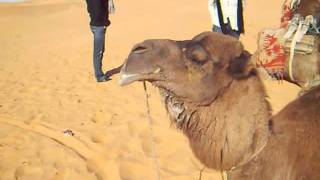 Camel in heat Dromedario in calore [upl. by Fortunna]