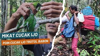 5 HARI DALAM HUTAN MIKAT CUCAK IJO POIN BERTUBITUBI DAPAT TROTOL SUPER BABON [upl. by Carmelo273]