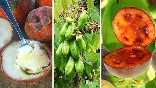 10 Frutas EXÓTICAS Mais INCRÍVEIS e CURIOSAS do Mundo Parte 8 [upl. by Erena356]