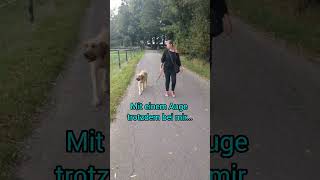 OrientierungsTraining mit Broholmer Ary broholmer hundetraining [upl. by Kevina]