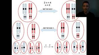 Meiosi e variabilità genetica [upl. by Ronen]