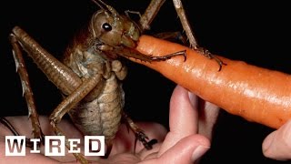 Meet the Weta an Insect as Big as a Gerbil  Absurd Creatures  WIRED [upl. by Goldstein]