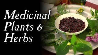 These Plants Could Have Saved You  Historical Herbal Medicine [upl. by Suhpesoj]