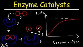 Enzymes  Catalysts [upl. by Anidualc]