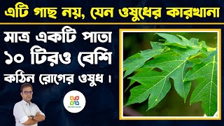 এই গাছের পাতা ১০ টিরও বেশি কঠিন রোগের ওষুধ। Papaya Leaf Juice for Dengue Immunity amp PCOD Treatment [upl. by Heinrich]