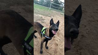 Malinois Puppy Training dog malinois puppy [upl. by Yssirhc]