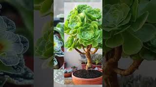 Amazing Indoor Plants ❤️ You wont be able to stop yourself after seeing these plants shortsviral [upl. by Yetnruoc]