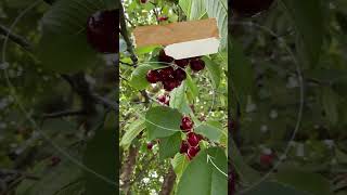 Sweet Cherry tree facts Short [upl. by Deroo]